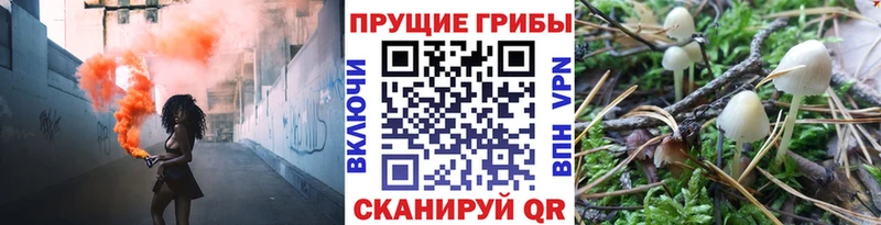 цена   Енисейск  Псилоцибиновые грибы Cubensis 